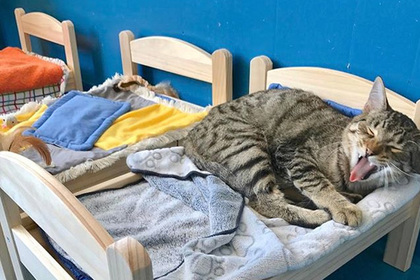 IKEA подарила кукольные кроватки кошкам из канадского приюта