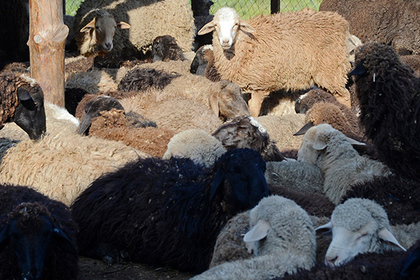Катар согласился на импорт баранины и козлятины из России