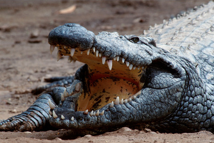 Крокодилы в Зимбабве съели обещавшего показать чудо священника