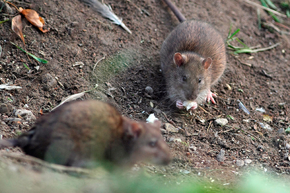 Украинские СМИ рассказали о заполонивших Львов крысах
