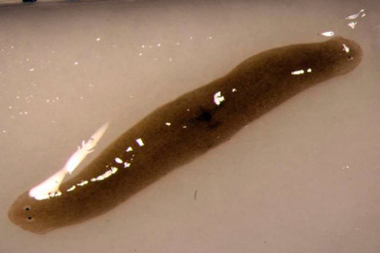 В космосе червь превратился в двухголовое существо
