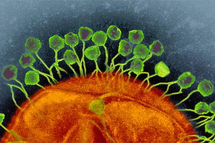 Зараженных суперинфекциями людей вылечат вирусами