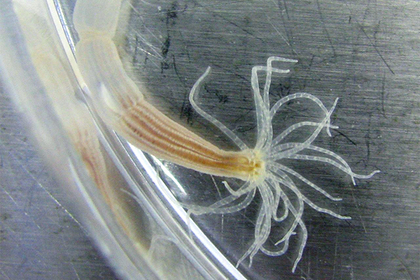 Морской анемон Nematostella vectensis