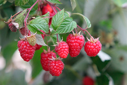 Экспертиза не выявила отравляющих веществ в подмосковных ягодах