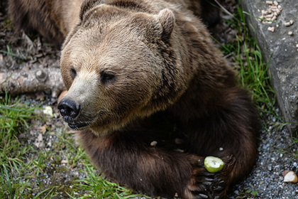 Уральский грибник отправил медведицу в нокдаун