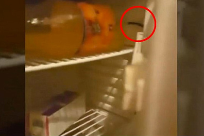 Туристы нашли крысу в холодильнике турецкого отеля