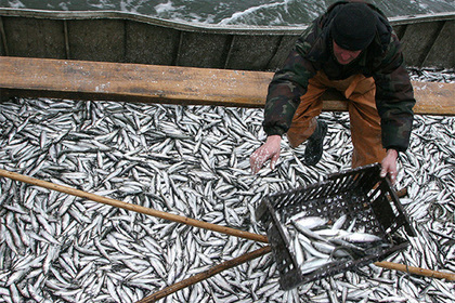 ФАС спросит с Росрыболовства за дорогие морепродукты