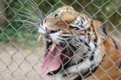 Терроризировавшая Индию тигрица-людоед погибла от удара током