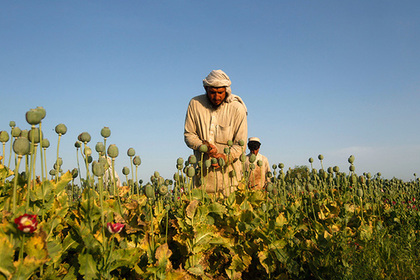 Производство опиумного мака в Афганистане достигло нового рекорда