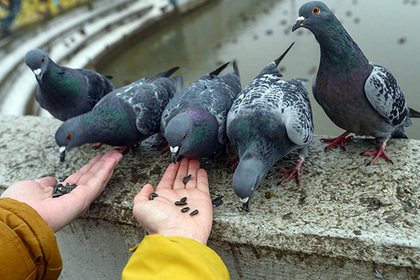 В Омске завершили расследование дела об убийстве голубя