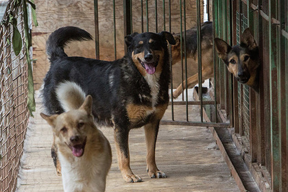 Госдума поддержала ужесточение наказания за издевательства над животными