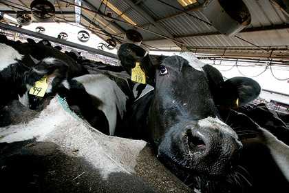 Новый молочный комплекс в Подмосковье закупил 1,2 тысячи американских коров