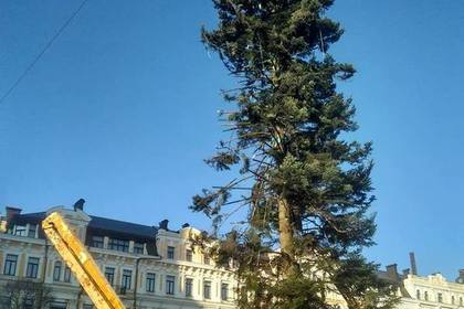 Выяснена причина «облысения» новогодней елки в Киеве