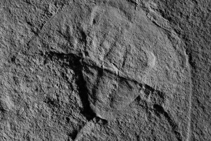 Палеонтологи нашли «Дарта Вейдера»