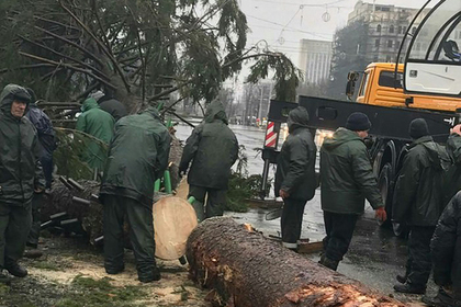Украинцы заплатят молдаванам за облезлую елку