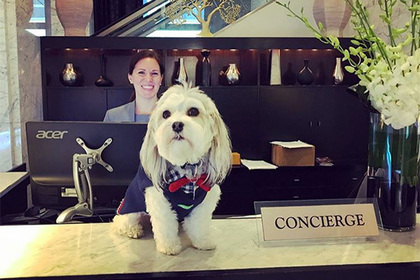 Отель предложил одиноким постояльцам пообниматься с собакой