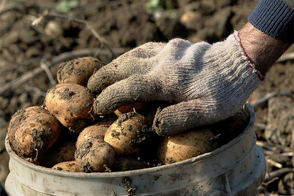 Россиянам предрекли картофельный кризис