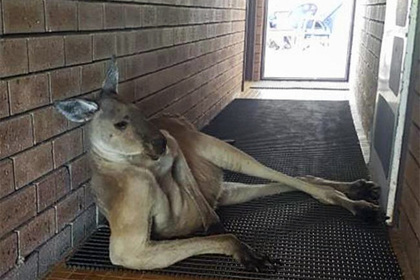 Сексуальный кенгуру преградил туристке путь в туалет