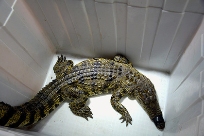 Крокодил из Петербурга оказался хранителем бомб