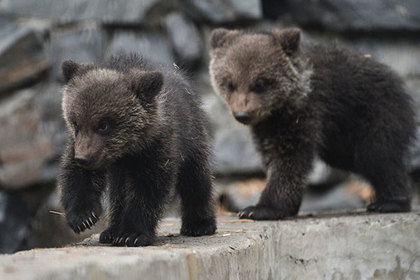 Российские медвежата удивили ученых живучестью и патриотизмом