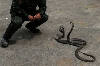 Укротитель змей умер от укуса кобры