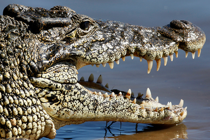 Отсутствие протестов против крокодила-людоеда обрадовало власти