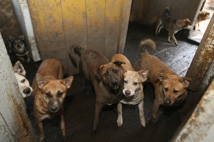 Ветеринар замучил до смерти 170 собак в Новочеркасске