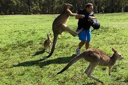 Драки туристов с кенгуру встревожили австралийские власти