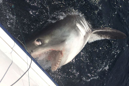 Пожилой рыбак 45 минут боролся с трехметровой акулой и победил