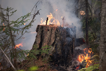 Пожары в лесах Сибири оставили полыхать