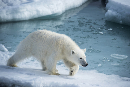 Канадец спас детей от белого медведя и погиб
