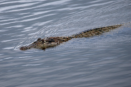 Мать прыгнула в реку и отбила сына у крокодила