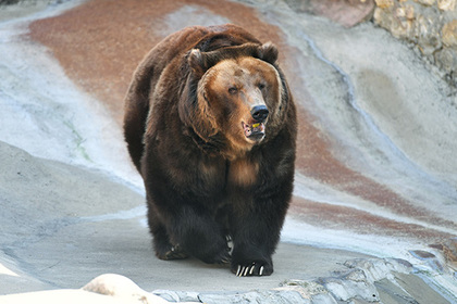 Российские медведи станут стратегическим ресурсом