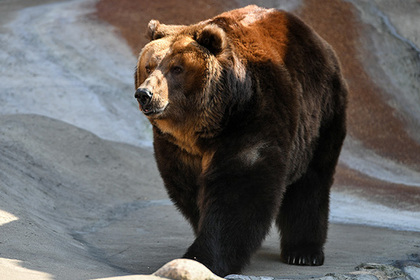 Россиянин попытался сделать селфи с медведем и получил по голове
