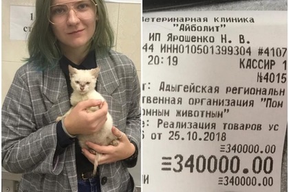 Оставленный в приюте котенок обошелся студентке в 340 тысяч рублей