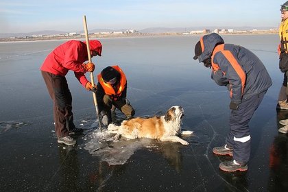 В Забайкалье спасли вмерзшую в лед собаку