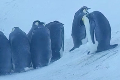 Журналисты несколько дней наблюдали гибель пингвинят, не выдержали и вмешались