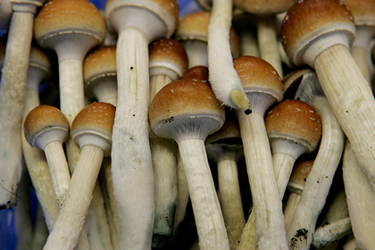 В США задумали легализовать галлюциногенные грибы