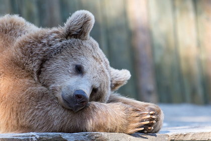 Российские чиновники решили до весны охранять заснувшего в городе медведя