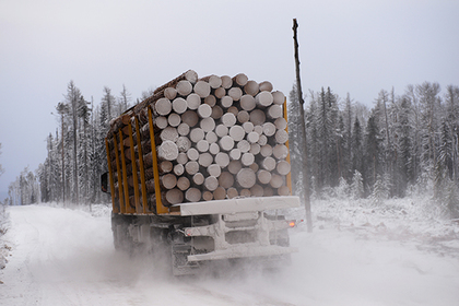 Медведев ответил на вопрос о вывозе леса в Китай