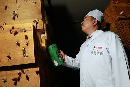 Китайцы превратили тараканов в доходный бизнес