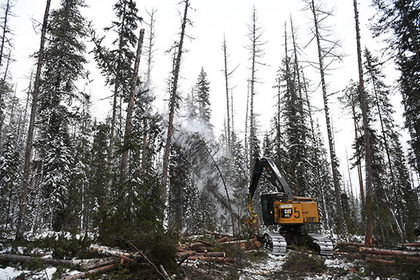 Путин предупредил об угрозе потери леса