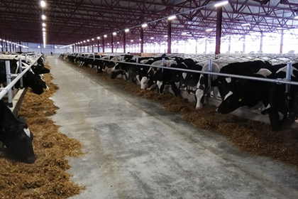 Новая крупная молочная ферма появилась в Подмосковье