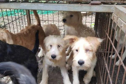 Зоозащитников поймали на тайном убийстве собак ради пожертвований