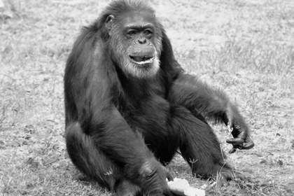 Умер самый старый шимпанзе Японии