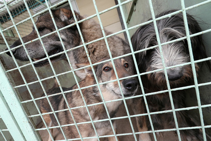 Владелец «концлагеря для собак» заморил голодом 47 животных и уехал отдыхать