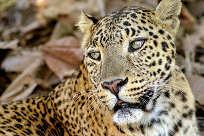 Леопард-людоед выкрал спящего младенца и растерзал его до смерти