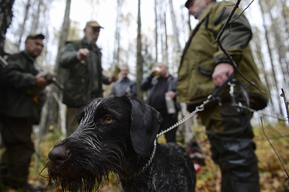 В России предложили разрешить охоту на животных в полуволе