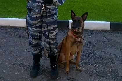 Бывший прокурор застрелил полицейскую собаку в Подмосковье