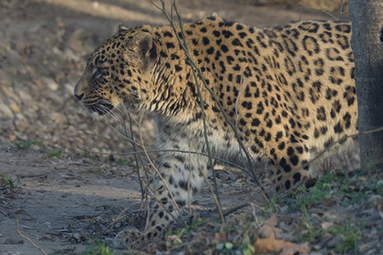 Ручной леопард сбежал от хозяина и напал на школьников и учителя